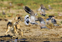 Black backed jackal {Canis mesomelas} trying to catch doves, Etosha national park, Namibia.