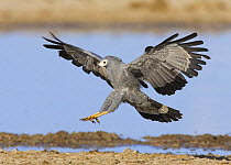 Gymnogene / African harrier hawk {Polyboroides typus} landing, Etosha national park, Namibia.