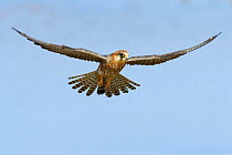 RF- Female Red footed falcon (western) (Falco vespertinus) hovering in flight. Etosha national park, Namibia. (This image may be licensed either as rights managed or royalty free.)
