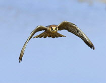 Female Red footed falcon (western) {Falco vespertinus} in flight, Etosha national park, Namibia.