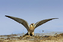 Female Red footed falcon (western) {Falco vespertinus} on ground with wings out streched, Etosha national park, Namibia.