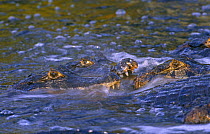 Jacare caiman {Caiman crocodilus yacare} in water, Pantanal, Brazil