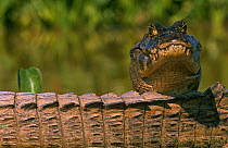 Jacare caiman {Caiman crocodilus yacare} resting head on another's tail, Pantanal, Brazil
