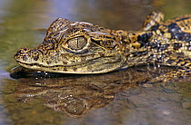 Spectacled caiman {Caiman crocodilus} captive, from South America