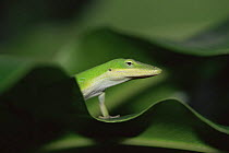 Green anole {Anolis carolinensis} head and shoulders emerging from leaves, SW Florida, USA,