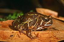 Marbled burrowing frog {Scaphiophryne pustulosa} Ankaratra mtns, Central Madagascar
