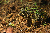 Warty burrowing frog {Scaphiophryne marmorata} East Madagascar