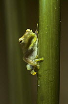 Pygmy sedge frog {Hyperolius pusillus} Tsavo NP, Kenya