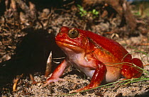 Tomato frog {Dyscophus antongilii} Maroantsetra, Madagascar