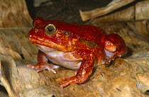 Tomato frog {Dyscophus antongilii} Maroantsetra, Madagascar