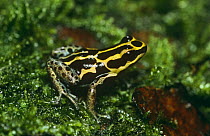 Poison arrow frog {Dendrobates tricolor} captive, from South America