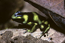 Green poison arrow frog {Dendrobates auratus} Corcorvado NP, Costa Rica