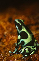 Green poison arrow frog {Dendrobates auratus} captive, from South and Central America