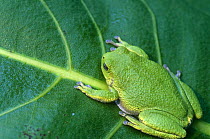 Green tree frog {Hyla cinerea} on Prairie dock leaf, Wisconsin, USA