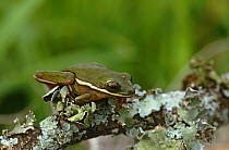 Green tree frog {Hyla cinerea} on lichen covered branch, Long Island, New York, USA