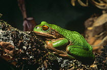 Marsupial frog {Gastrotheca riobambae} captive, Ecuador