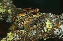 Marsupial frog {Gastrotheca riobambae} camouflaged on lichen covered branch, Andes, Ecuador