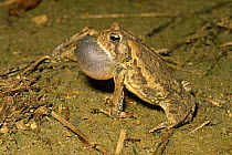 Fowler's toad {Bufo woodhousii fowleri} male vocalising, vocal sacs inflated, Delaware, USA