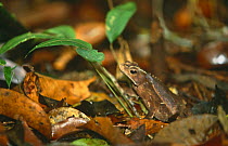Toad {Bufo typhonius} camouflaged in rainforest leaf litter, Cuyabeno Reserve, Ecuador