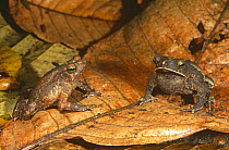 Toads {Bufo typhonius} captive, on rainforest leaf litter, Ecuador