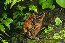 Toads in amplexus {Bufo typhonius} Amazonia, Ecuador