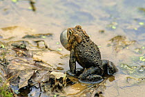 American toad {Bufo americanus} male calling, Pennsylvania, USA