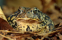American toad {Bufo americanus} portrait, USA