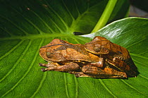 Map tree frogs {Hyla geographica} in amplexus, Yasuni NP, Ecuador