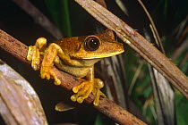 Map tree frog {Hyla geographica} Yasuni NP, Ecuador