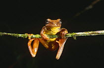 Tree frog {Hyla carnifex} cloud forest, Ecuador