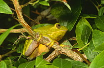 Barking tree frog {Hyla gratiosa} in tree, Delaware, USA
