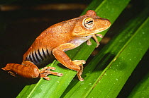 Tree frog {Hyla calcarata} Manu NP, Peru