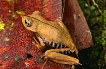 Tree frog {Hyla calcarata} Amazonia, Ecuador
