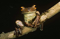 Gladiator frog {Hyla boans} Iwokrama Reserve, Guyana