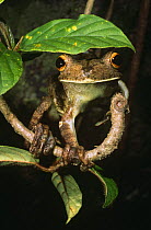 Gladiator frog {Hyla boans} Iwokrama Reserve, Guyana