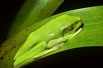 Leaf frog {Agalychnis spurrelli} camouflaged on leaf, Esmeraldas, Ecuador