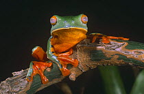 Leaf frog {Agalychnis calcarifer} Esmeraldas, Ecuador
