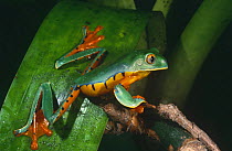 Leaf frog {Agalychnis calcarifer} Esmeraldas, Ecuador
