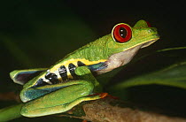 Red eyed tree frog {Agalychnis callidryas} Costa Rica