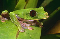 Leaf frog {Agalychnis spurrelli} Esmeraldas, Ecuador