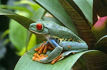 Red eyed tree frog {Agalychnis callidryas} captive, from Central america