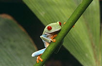 Red eyed tree frog {Agalychnis callidryas} captive, from Central america
