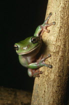 Red eyed / Green tree frog {Litoria chloris} Queensland, Australia