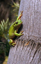 Green tree frog {Litoria caerulea} climbing tree trunk, Queensland, Australia
