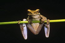 Tree frog {Osteocephalus taurinus} Yasuni NP, Ecuador