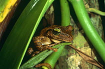 Tree frog {Osteocephalus sp} Amazonia, Ecuador