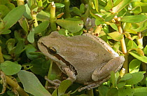 Pacific chorus frog {Pseudacris regilla} Baja California, Mexico