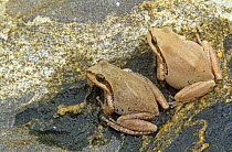 Pacific chorus frog {Pseudacris regilla} two colour variations, Baja California, Mexico