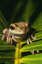Cuban tree frog {Osteopilus septentrionalis} Florida, USA