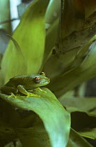 Glass frog {Centrolenella sp} in bromeliad, Amazonia, Brazil